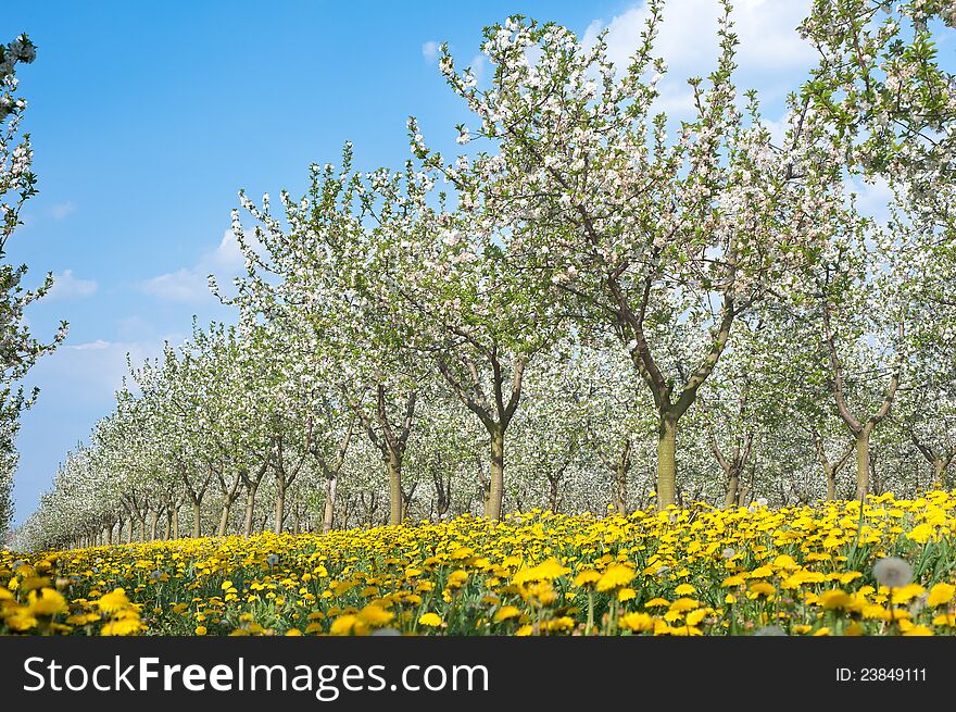 Blossoming Apple Orchard