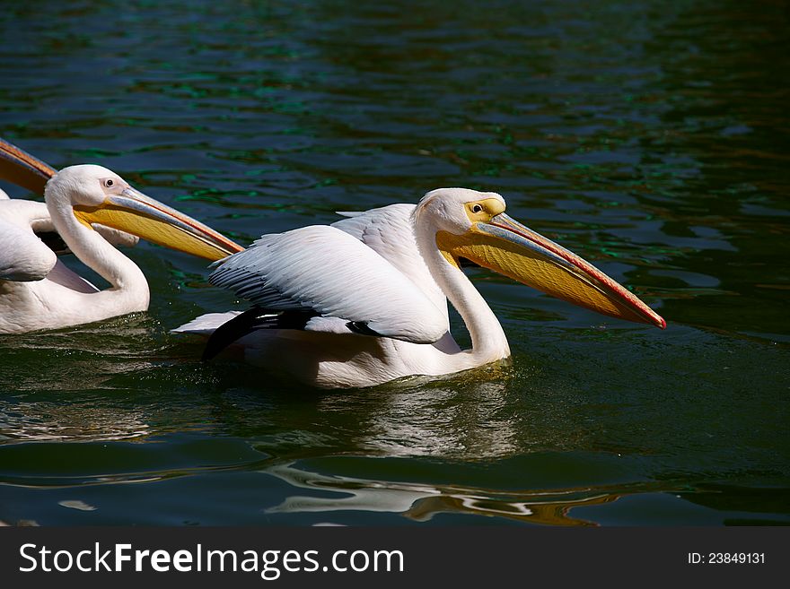 The Great White Pelican, Pelecanus onocrotalus also known as the Eastern White Pelican or White Pelican is a bird in the pelican family. It breeds from southeastern Europe through Asia and in Africa in swamps and shallow lakes.