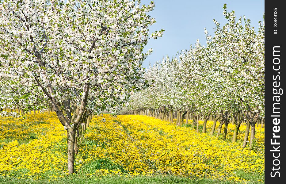 Blossoming apple orchard in spring
