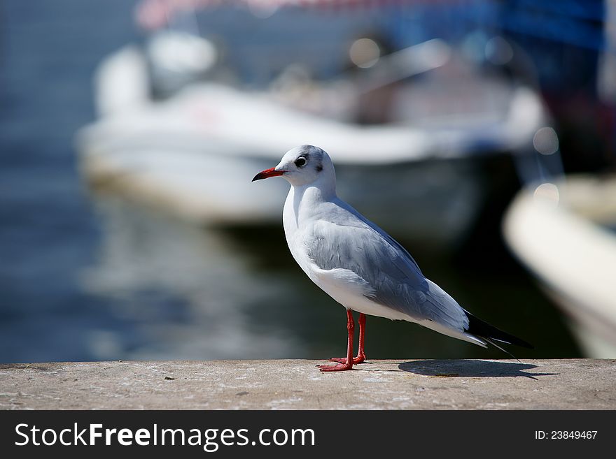 Thousands of Blackâ€”headed Gulls fly from Russia to the city of Kunming,yunnan,China in the winnter. Thousands of Blackâ€”headed Gulls fly from Russia to the city of Kunming,yunnan,China in the winnter.