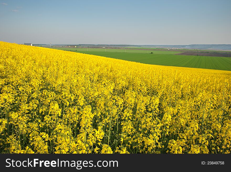 Yellow field rapeseed in bloom