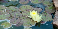 Lotus Royalty Free Stock Photo Lotus Royalty Free Stock Photo