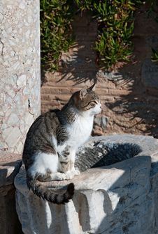Cat At Sunset In Ancient Town Royalty Free Stock Images Cat At Sunset In Ancient Town Royalty Free Stock Images