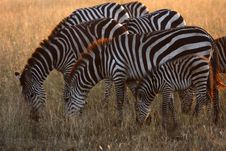 Serengeti Zebras Stock Photography