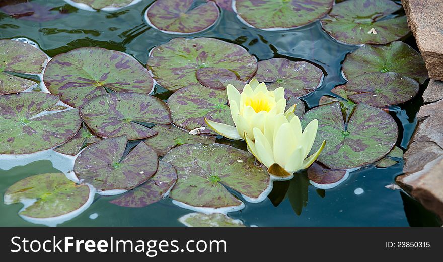 Photos wonderful of lilies in a pond. Photos wonderful of lilies in a pond