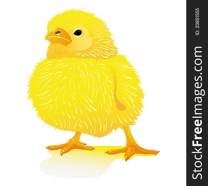 Newborn yellow chick, isolated in white. Vector illustration