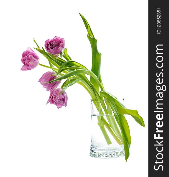 Pink tulips in glass vase on white background. Pink tulips in glass vase on white background