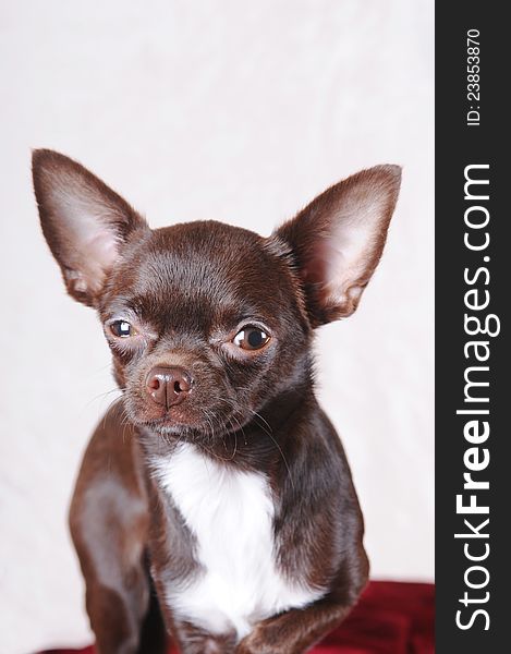 Brown chihuahua portrait that suspend you.