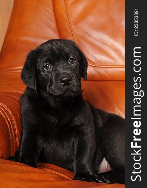 Black labrador puppy portrait on orange leather sofa