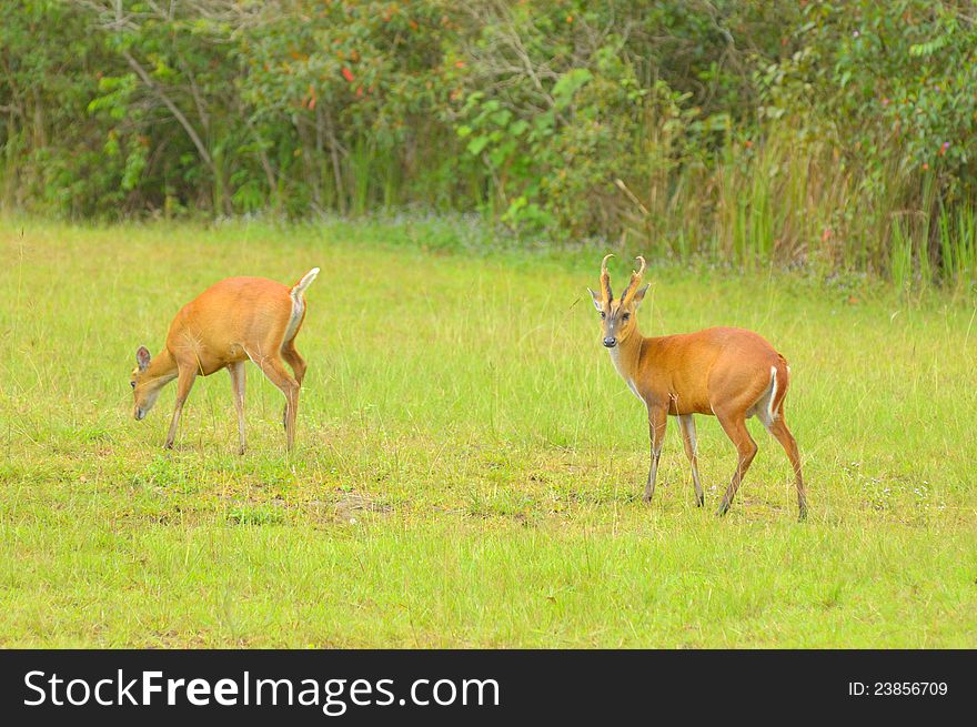 Dual deers standing in an open field. Dual deers standing in an open field.