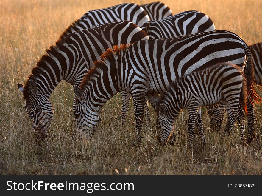 Serengeti Zebras