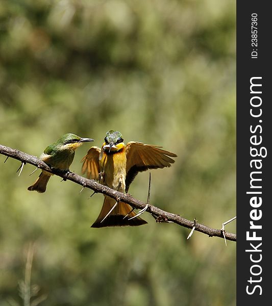 Little Bee-eater feeding her recently fledged chick. Little Bee-eater feeding her recently fledged chick