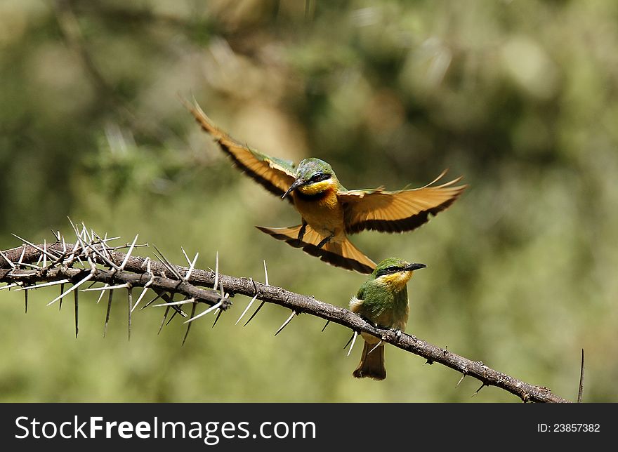 Feeding Little Bee-eaters II