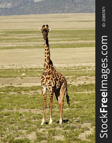 Male Maasai Giraffe