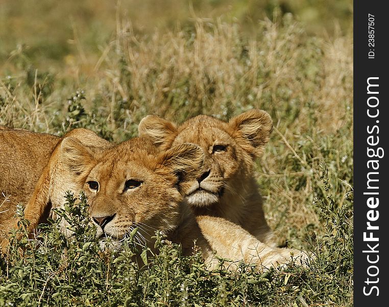 Lion cub twins watching and waiting on the Serengeti plains for dinner. Lion cub twins watching and waiting on the Serengeti plains for dinner