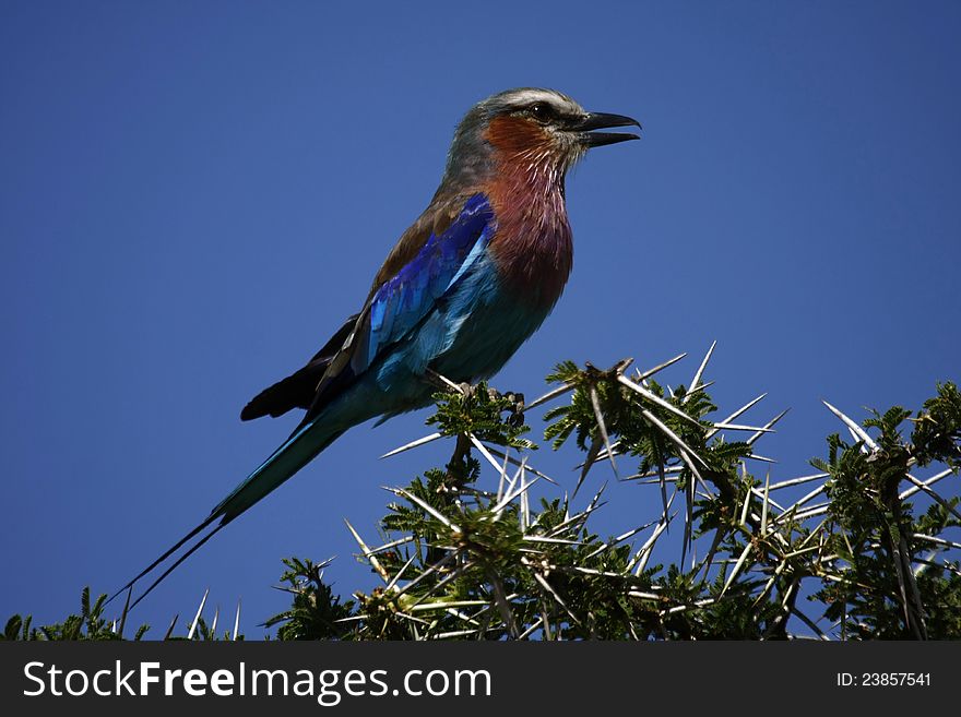 Lilac-breasted Roller, the National Bird of Botswana. Lilac-breasted Roller, the National Bird of Botswana