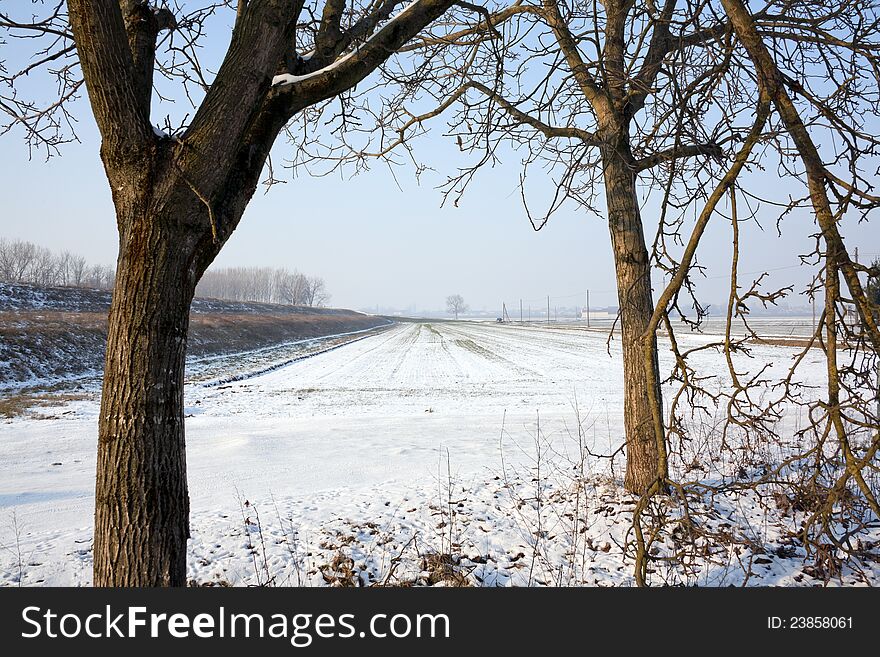 Trees and fields in the snow. Trees and fields in the snow