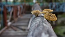 Mushrooms In The Pinewood. Royalty Free Stock Photo Mushrooms In The Pinewood. Royalty Free Stock Photo
