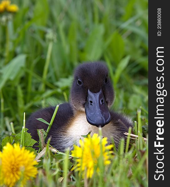 A Blue Swede duck in the grass and dandelions