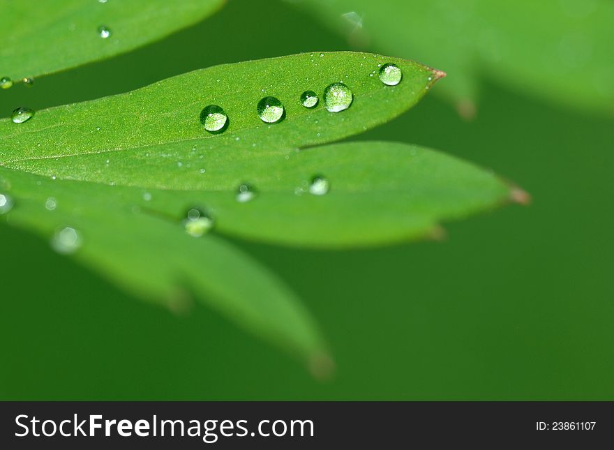 Water Droplets On Green Leaf