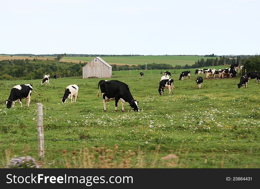 A group of grazing cows on the farmland with a barn in the background,P.E.I,Canada