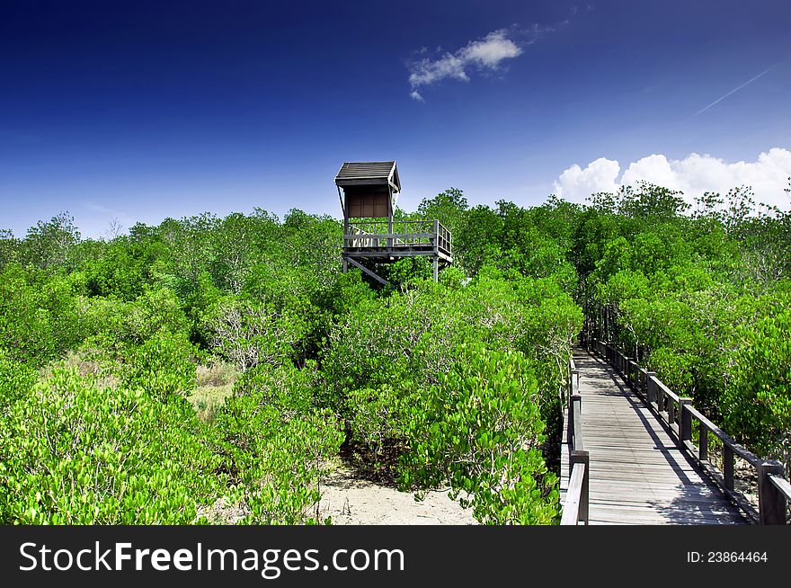 Mangrove forest at Prachuap Khiri Khan thailand