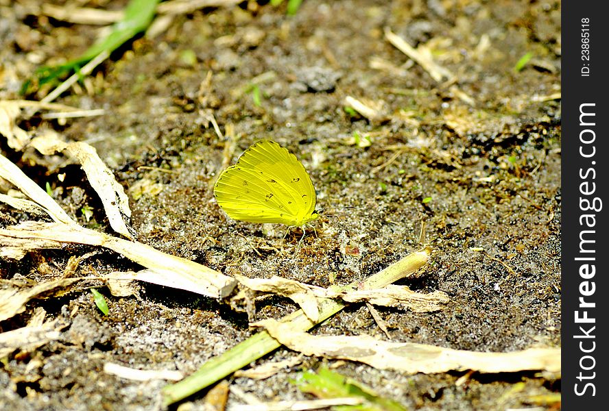 Yellow butterfly