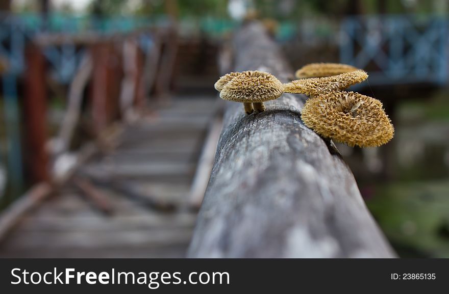 Mushrooms In The Pinewood.