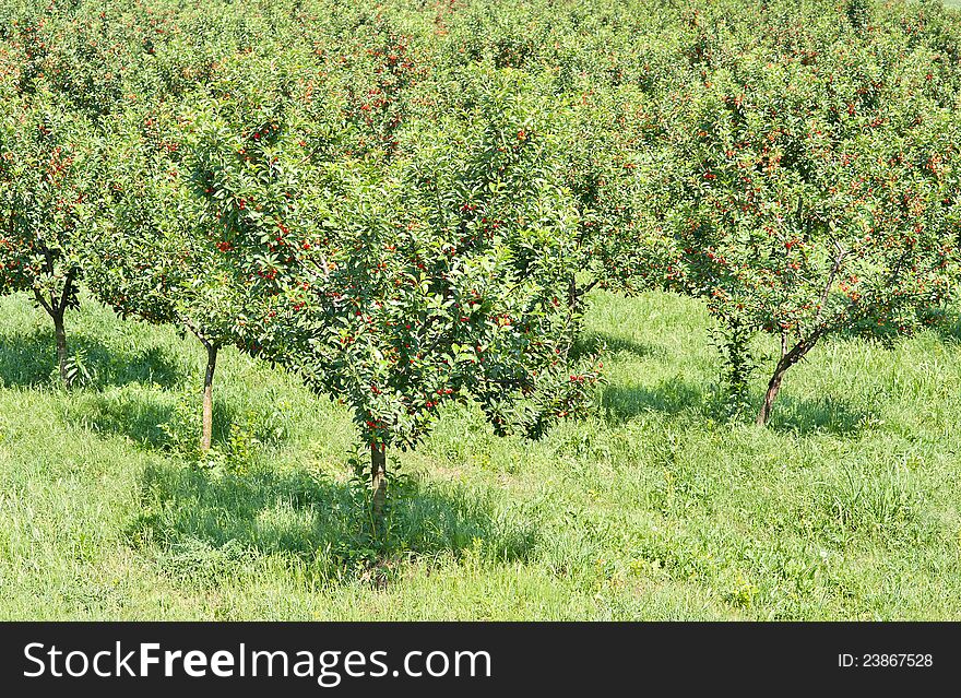 Ripening cherries on orchard trees. Ripening cherries on orchard trees