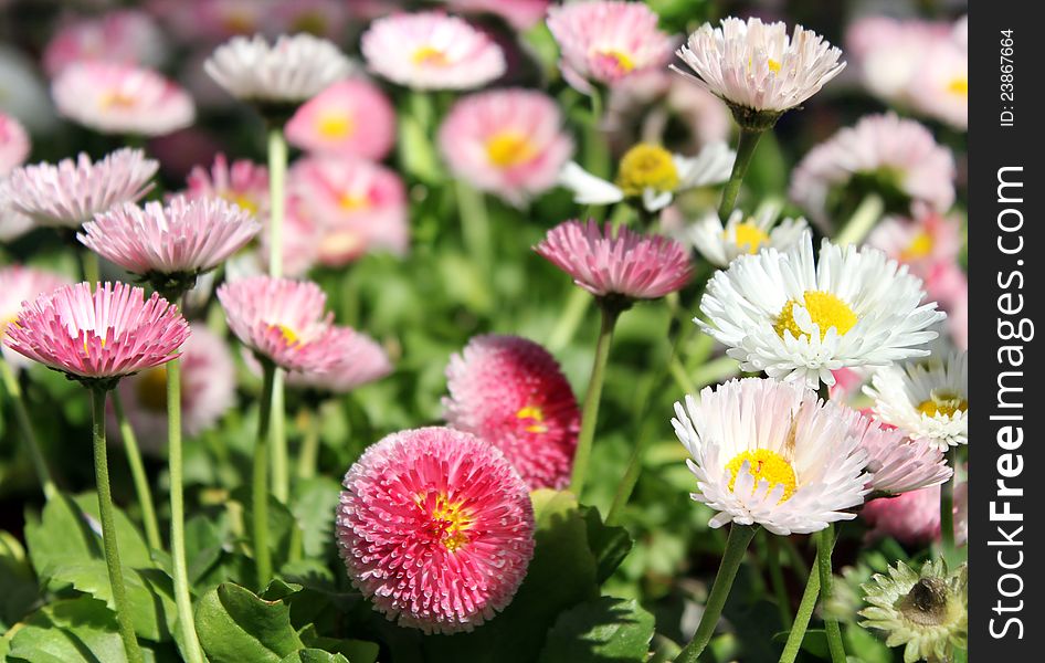 Small garden chrysanthemums flowers as floral background. Small garden chrysanthemums flowers as floral background