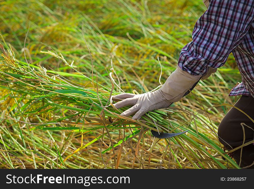 Closeup farmer harvest rice in rural, Thailand