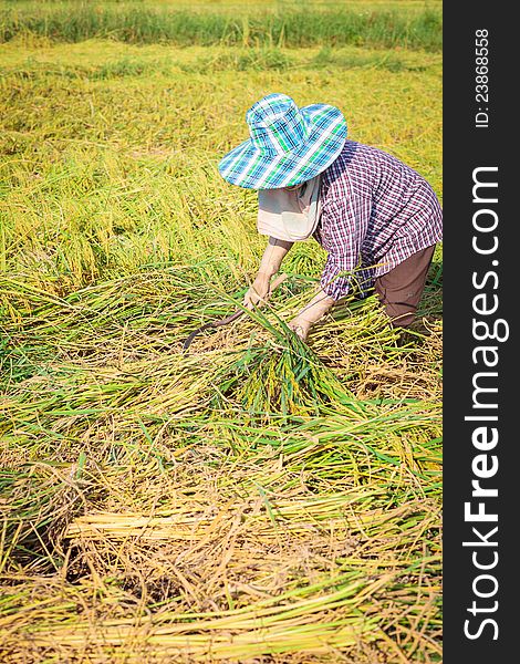 Closeup farmer harvest rice in rural, Thailand