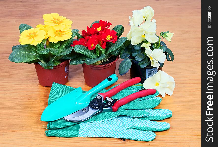 Clippers, gardening gloves, shovel and two flowers, red and yellow primroses. Clippers, gardening gloves, shovel and two flowers, red and yellow primroses