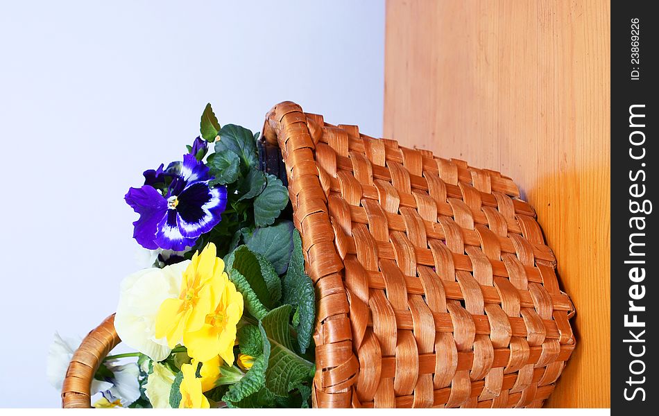 Gardening - pansy and primroses in old wooden basket. Gardening - pansy and primroses in old wooden basket