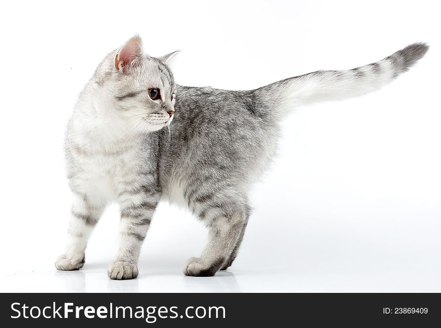 Portrait of silver grey white Scottish kitten playing. Portrait of silver grey white Scottish kitten playing