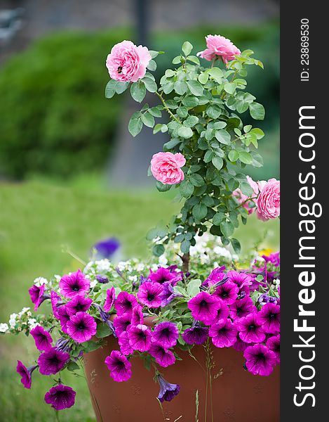 Picture a large pot with a magnificent rose and lush petunias