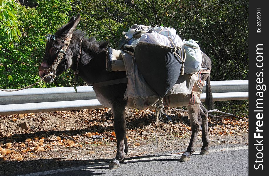 Fully laden donkey on country road, Igualeja, Serrania de Ronda, Malaga Province, Andalusia, Spain, Western Europe.