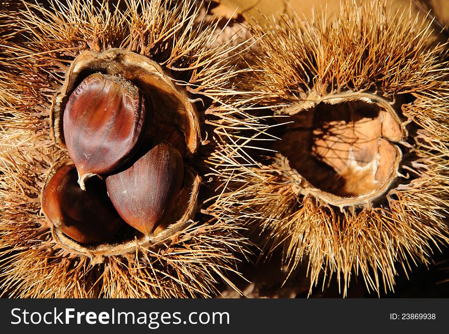 Chestnuts in pods on forest floor, Igualeja, Serrania de Ronda, Malaga Province, Andalusia, Spain. Chestnuts in pods on forest floor, Igualeja, Serrania de Ronda, Malaga Province, Andalusia, Spain.