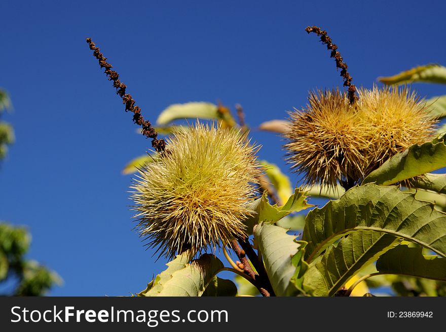 Ripe chestnuts on tree