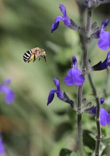 Blue Banded Bee Royalty Free Stock Photography Blue Banded Bee Royalty Free Stock Photography
