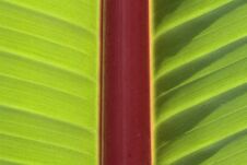 Banana Leaf Stock Photography