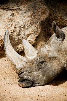 Rhinoceros Royalty Free Stock Photos Rhinoceros Royalty Free Stock Photos