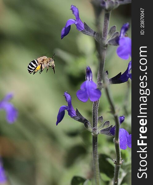 Picture of a Blue Banded Bee (Amegilla) approaching a flower of Salvia chamaedryoides (indigo Blue). The speed and unpredictable movement on the bees make it really hard to catch them in mid flight. These bees (mostly 8-13 mm long), with glittering stripes of blue or whitish hair across their black abdomens.The females build nests in shallow burrows in the ground but they may also nest in mudbrick houses or in soft mortar.