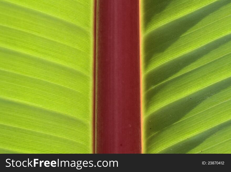 Picture of a banana leaf