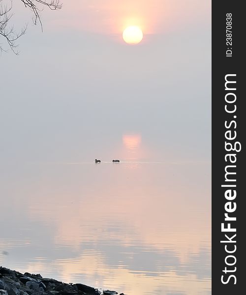 Two ducks swimming and feeding in the lake at sunrise on a foggy morning. Two ducks swimming and feeding in the lake at sunrise on a foggy morning