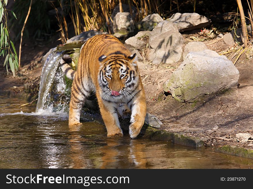 Close-up portrait of a Siberian Tiger standing in the water