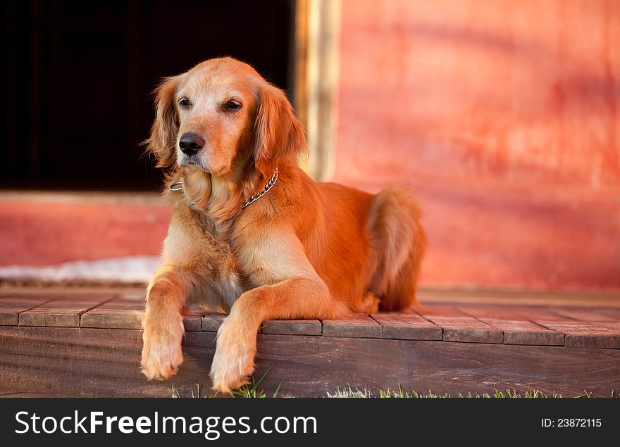 Golden retriever dog resting in the floor