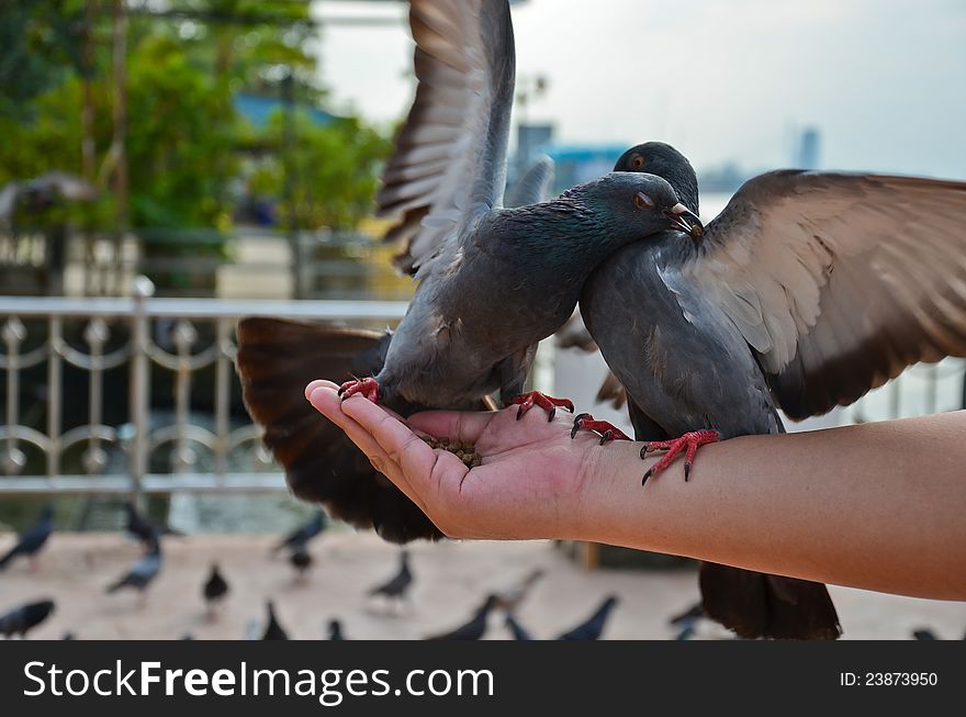 Two pigeons Fighting for food on the hand. Two pigeons Fighting for food on the hand