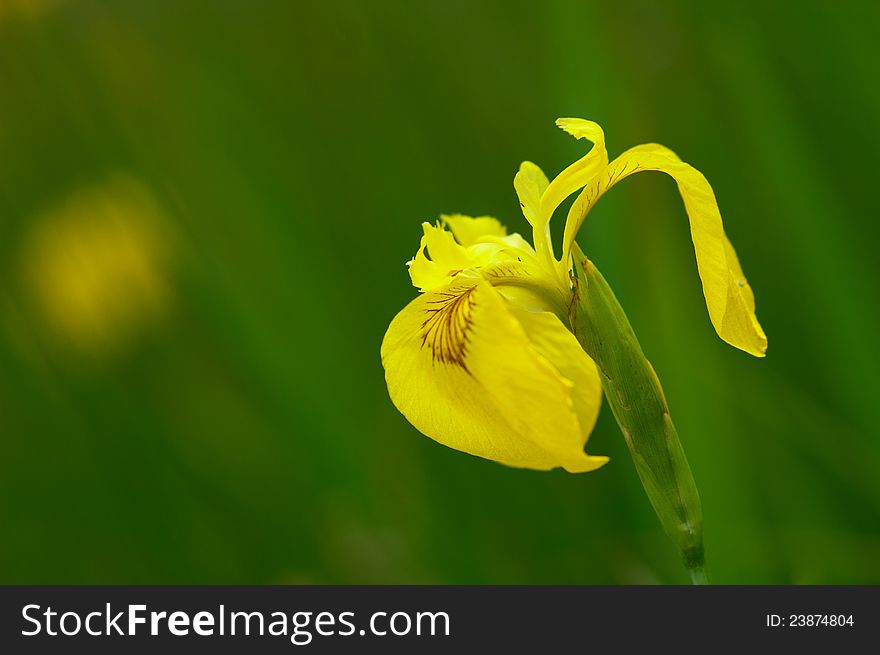 Wild yellow iris - Iris pseudacorus - called Queen of the Swamp.