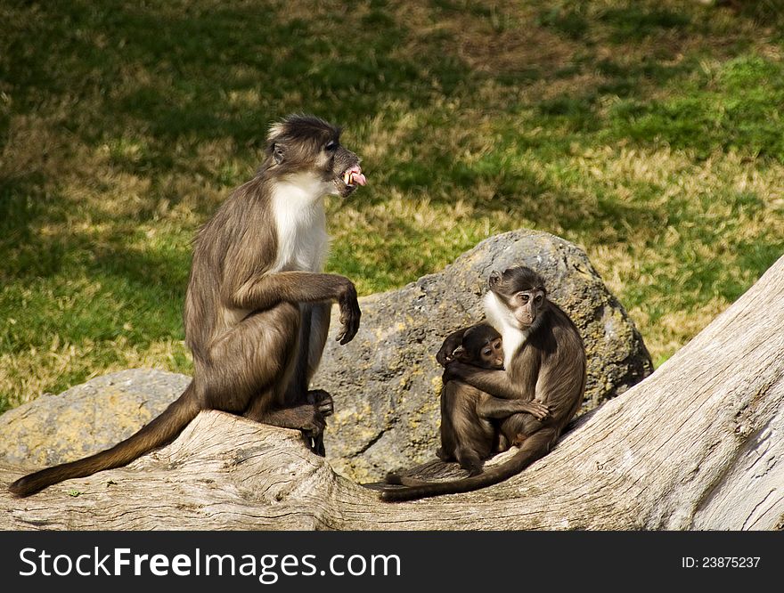 Family of monkeys in the zoo biopark, valencia. Family of monkeys in the zoo biopark, valencia